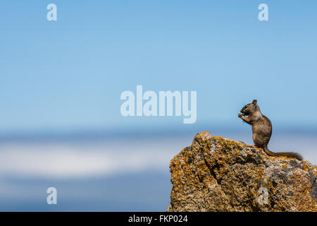 Une Californie (Otospermophilus beecheyi) est à regarder le grand océan sur un petit rocher près d'un golf corse à 17 Mile Banque D'Images