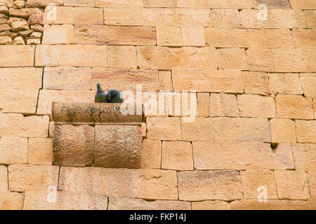 L'oiseau dans le mur de Fort Jaisalmer, Inde. Banque D'Images