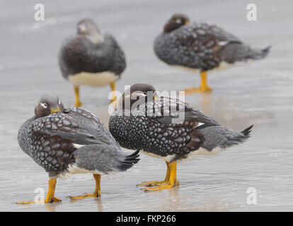 Canards vapeur Falkland (Tachyeres brachypterus ou distributeurs) sur la plage de l'île de la carcasse. . L'île de la carcasse, îles Falkland. Banque D'Images