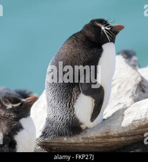 Le Sud Rockhopper Penguin, Eudyptes chrysocome chrysocome) (à la colonie de nidification sur l'Île Saunders. Îles Falkland Banque D'Images