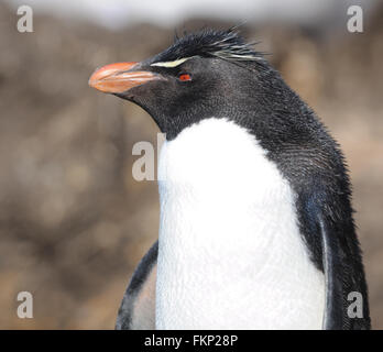 Le Sud Rockhopper Penguin, Eudyptes chrysocome chrysocome) (à la colonie de nidification sur l'Île Saunders. Îles Falkland Banque D'Images