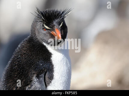 Le Sud Rockhopper Penguin, Eudyptes chrysocome chrysocome) (à la colonie de nidification sur l'Île Saunders. Îles Falkland Banque D'Images