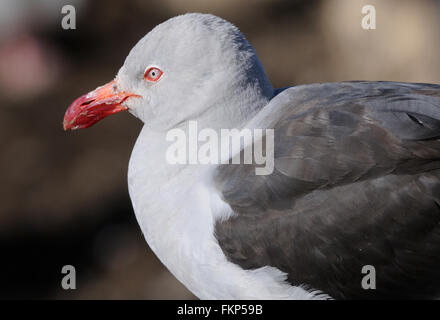 Un dauphin cerclé (Leucophaeus scoresbii) en plumage nuptial au site de nidification sur l'Île Saunders. L'Île Saunders, îles Falkland. Banque D'Images