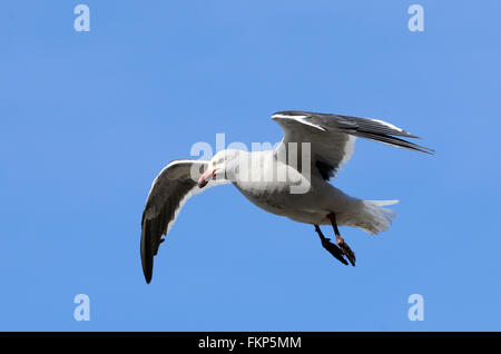 Un dauphin cerclé (Leucophaeus scoresbii) en plumage nuptial en vol. L'Île Saunders, îles Falkland. Banque D'Images