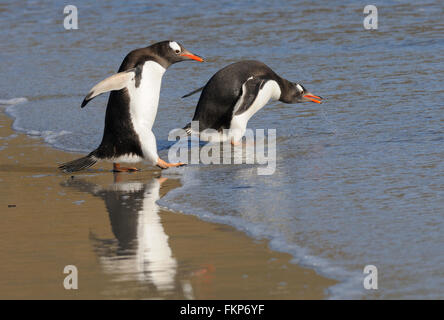 Deux hareldes Gentoo pingouin (Pygoscelis papua) entrer dans la mer près de leur colonie de nidification sur l'Île Saunders. Îles Falkland Banque D'Images