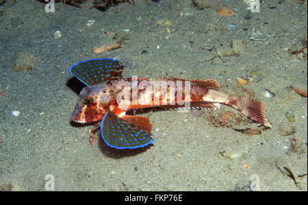 Poissons grondin nage dans la mer montrant ses couleurs Banque D'Images