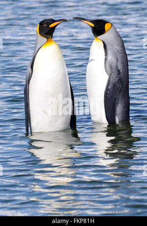 Deux manchots pygmées (Aptenodytes patagonicus) se trouvent dans des eaux peu profondes près de leur colonie de nidification. Plaine de Salisbury, baie des îles, Géorgie du Sud. Banque D'Images