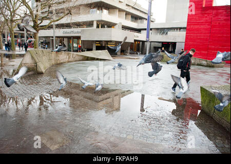 Les pigeons dans une flaque d'eau par un banc sur Southbank à Londres. Banque D'Images