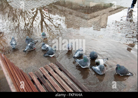 Les pigeons dans une flaque d'eau par un banc sur Southbank à Londres. Banque D'Images