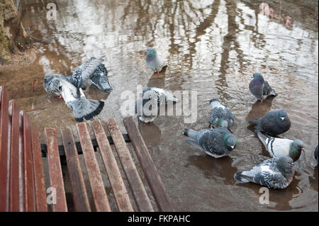 Les pigeons dans une flaque d'eau par un banc sur Southbank à Londres. Banque D'Images