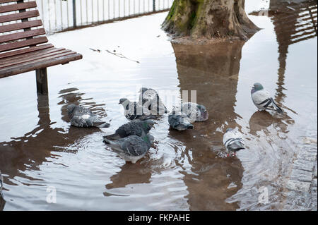 Les pigeons dans une flaque d'eau par un banc sur Southbank à Londres. Banque D'Images