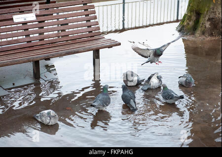 Les pigeons dans une flaque d'eau par un banc sur Southbank à Londres. Banque D'Images