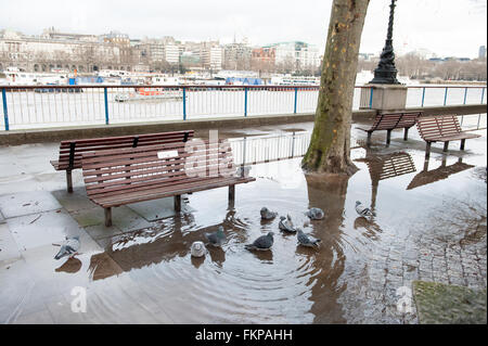 Les pigeons dans une flaque d'eau par un banc sur Southbank à Londres. Banque D'Images