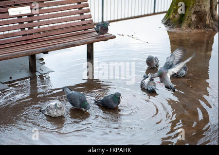 Les pigeons dans une flaque d'eau par un banc sur Southbank à Londres. Banque D'Images