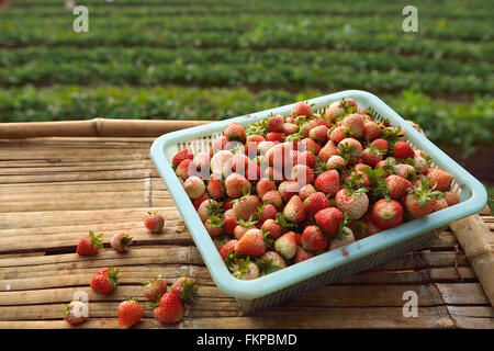 Ferme de fraises à Doi angkhang , province de Chiangmai Banque D'Images