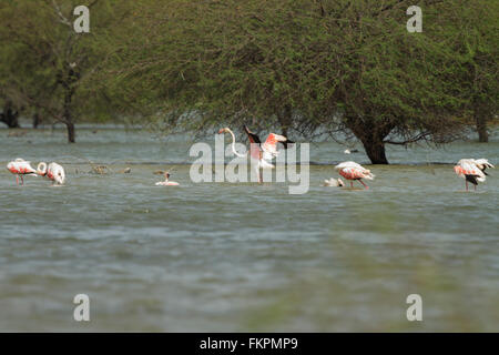 Flamant rose dans Koonthankulam Bird Sanctuary Banque D'Images