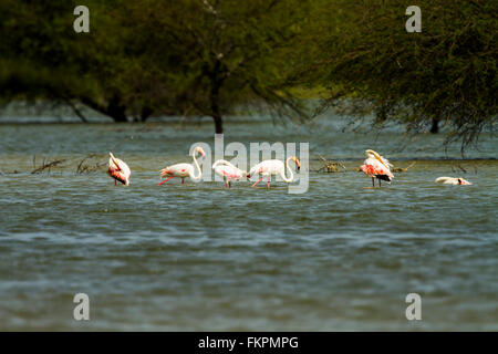 Flamant rose dans Koonthankulam Bird Sanctuary Banque D'Images