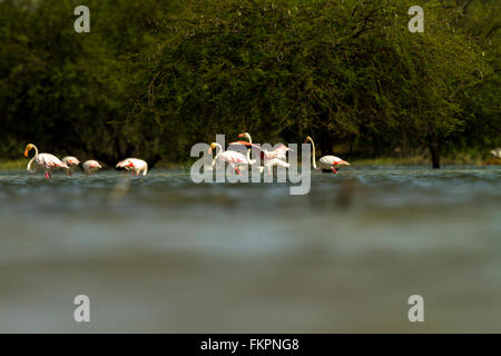 Flamant rose dans Koonthankulam Bird Sanctuary Banque D'Images