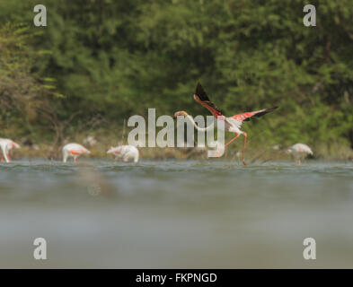 Flamant rose dans Koonthankulam Bird Sanctuary Banque D'Images