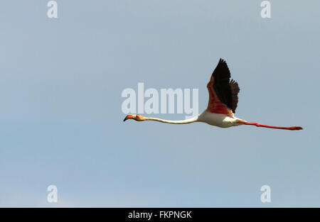 Flamant rose dans Koonthankulam Bird Sanctuary Banque D'Images