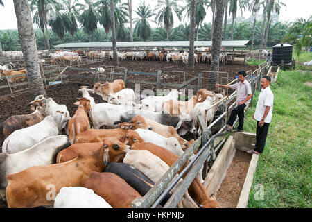 Taureaux Brahman ayant une palette à l'intérieur de la gamme d'engraissement. Banque D'Images