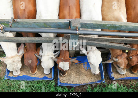 Taureaux Brahman ayant une palette à l'intérieur de la gamme d'engraissement. Banque D'Images