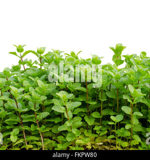 Peppermint isolé sur fond blanc Banque D'Images