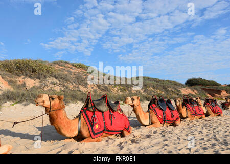 Les chameaux sur Cable Beach, Broome, région de Kimberley, en Australie occidentale, WA, Australia Banque D'Images