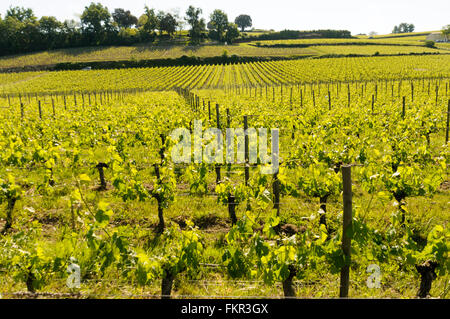 Vignobles de Saint Emilion, Gironde, Aquitaine, France Banque D'Images