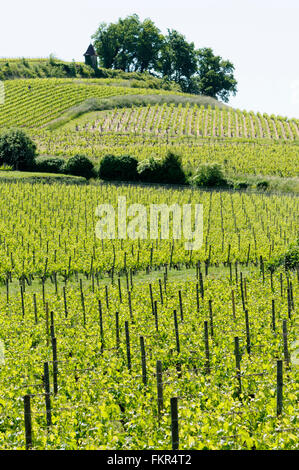 Vignobles de Saint Emilion, Gironde, Aquitaine, France Banque D'Images