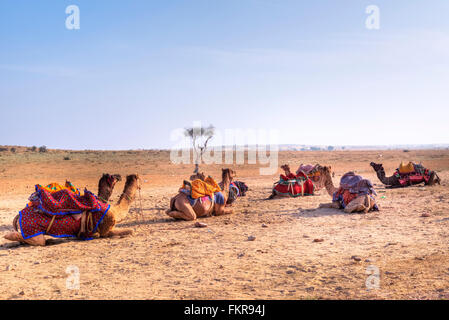 Les chameaux de populations nomades dans le désert de Thar, Rajasthan, Inde