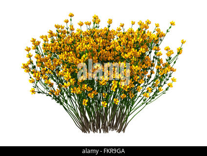 Genista hispanica fleurs isolé sur fond blanc Banque D'Images