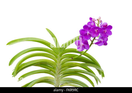 Orchidée vanda hybrides isolé sur fond blanc Banque D'Images