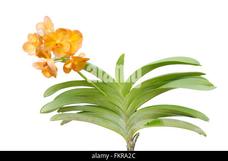 Orchidée vanda hybrides isolé sur fond blanc Banque D'Images