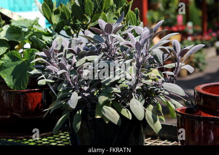 Salvia officinalis Purpurascens ou de plus en plus connu sous le nom de Purple Sage dans un pot Banque D'Images