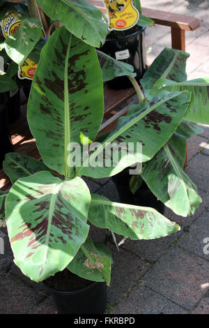 Cool Bananas banane jeunes Lady finger Banque D'Images