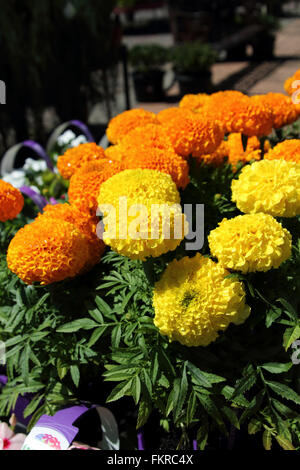 Tagetes erecta ou également connu sous le nom de Marigold Orange de l'Afrique Banque D'Images