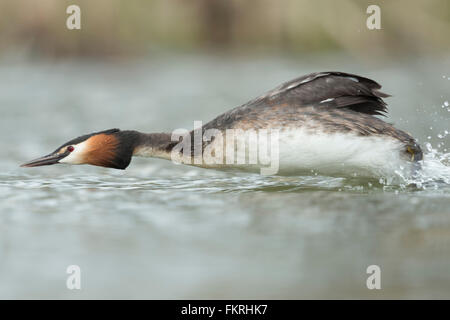 Grèbe huppé Podiceps cristatus Haubentaucher ( / ) à la poursuite d'un rival hors de son territoire de reproduction, rapide et furieux. Banque D'Images