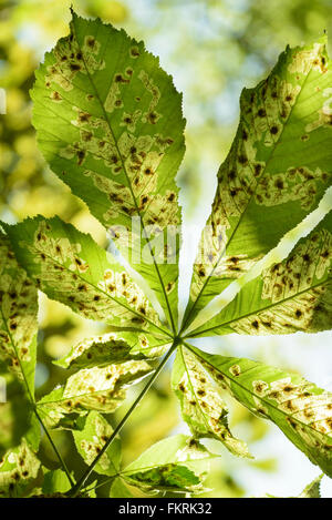 Détail de feuille-miner (Cameraria ohridella) dommages dans une feuille d'arbre marronnier (Aesculus hippocastanum) Banque D'Images