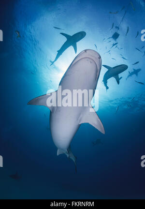 Les requins Tigre femelle à Tiger Beach aux Bahamas Banque D'Images