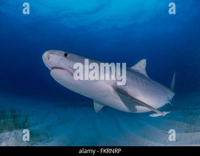 Les requins Tigre femelle à Tiger Beach aux Bahamas Banque D'Images