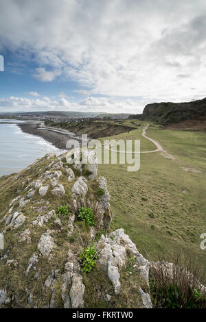 Peu d'Ormes à la tête du pays de Galles du nord de la baie de Penrhyn Banque D'Images