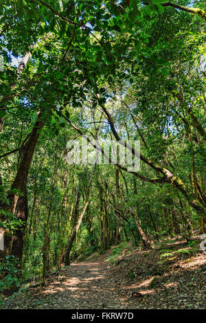 Parc National de Garajonay est couvert par de denses forêts de laurier. La Gomera, Îles Canaries, Espagne. Banque D'Images