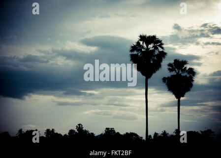 Sugar Palm avec le lever du soleil et de nuages et la couleur de l'effet de Silhouette Banque D'Images