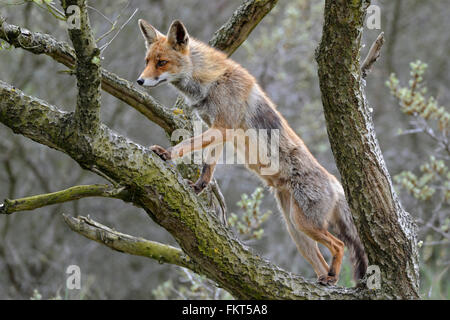 Red Fox / Rotfuchs ( Vulpes vulpes ), rusé vixen, grimpe, escalade dans un arbre pour avoir bonne vue, regarder attentivement. Banque D'Images