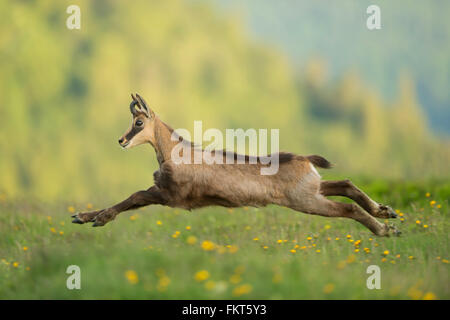 Chamois des Alpes / Gaemse ( Rupicapra rupicapra ) , Young Buck, étirée en saut, course rapide, sur l'épanouissement des prairies alpines. Banque D'Images