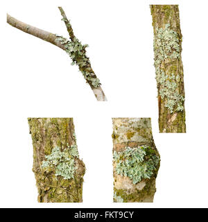 Lichen sur une branche d'arbre isolé sur fond blanc Banque D'Images