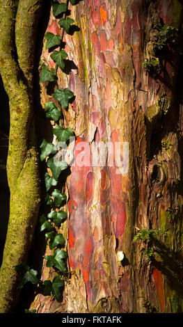 Les natures de néon, d'écorce d'arbre d'If, de lierre et de plus en plus brillants dans la lumière du soleil. Banque D'Images