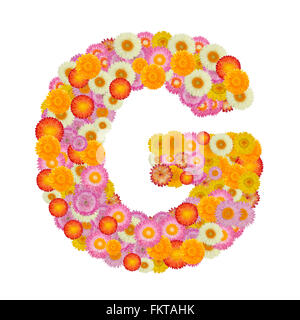 Alphabet Lettre G avec fleur de paille isolé sur fond blanc Banque D'Images
