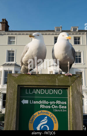 Deux mouettes perchées sur un signe sur le front de mer de Llandudno North Wales Grande-bretagne Royaume-Uni Banque D'Images